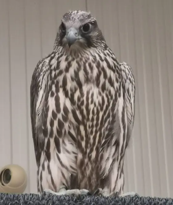 A barred gyr on a perch, front view
