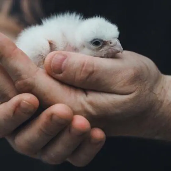 A newly hatched falcon chick held in cupped hands