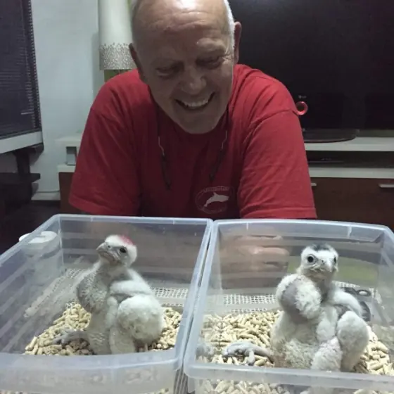 A smiling man behind two plastic boxes, each holding a downy falcon chick