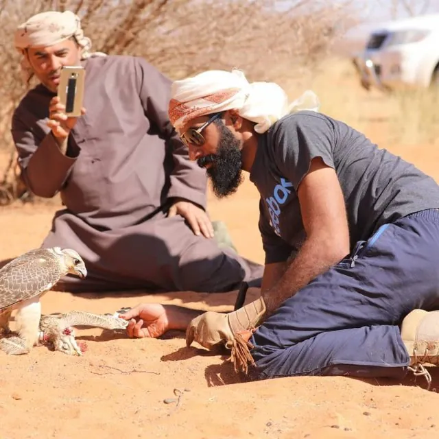 Two falconers crouched on red sand with a falcon