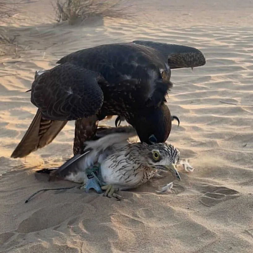 A dark GP falcon mantling over a bustard it has taken on desert sand