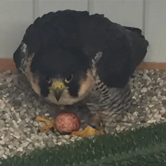 A dark falcon hunched over an egg on a gravel ledge