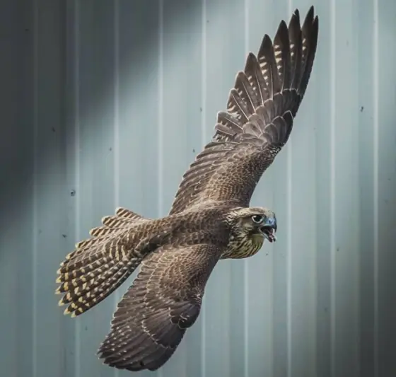 A falcon in flight past a corrugated wall, wings raised