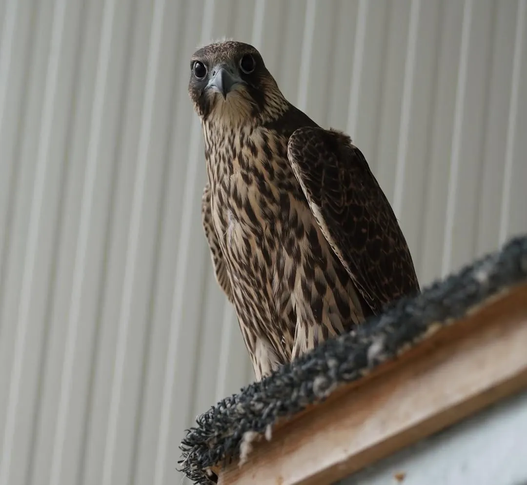 A brown GP female falcon on a ledge