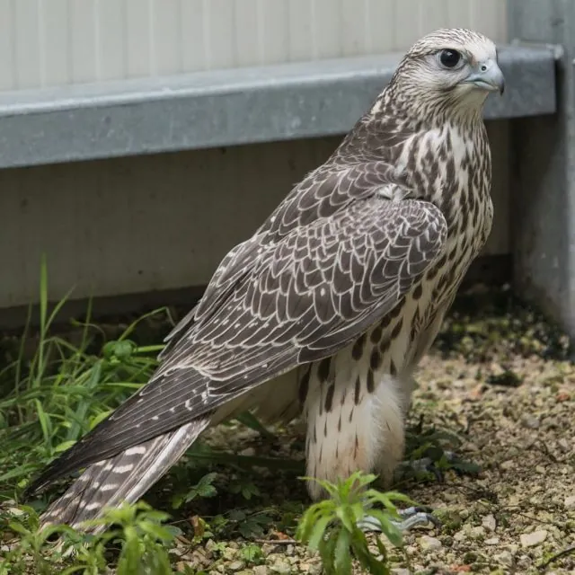 A pale gyr hybrid standing on grass beside a grey wall
