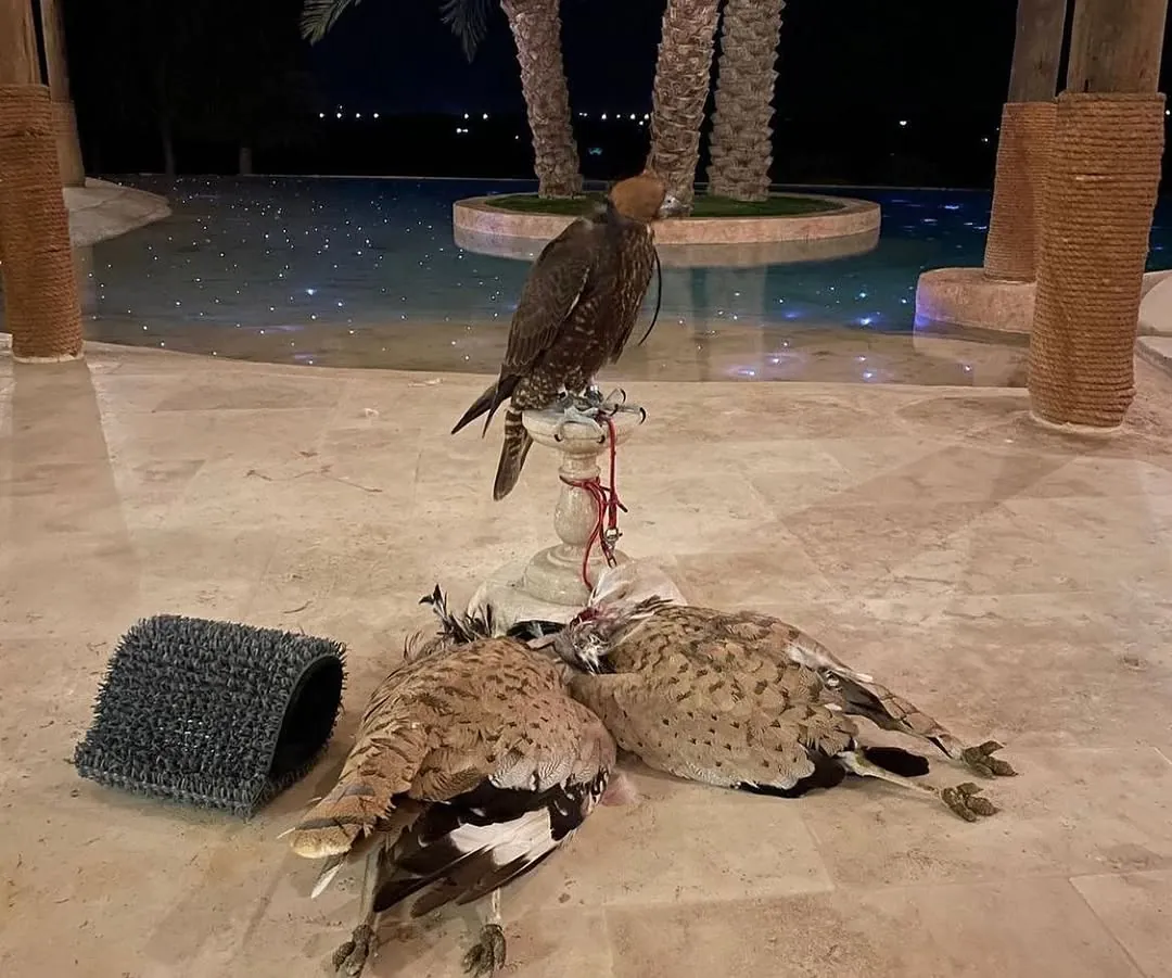 A falcon on a perch at night above a row of houbara on the ground