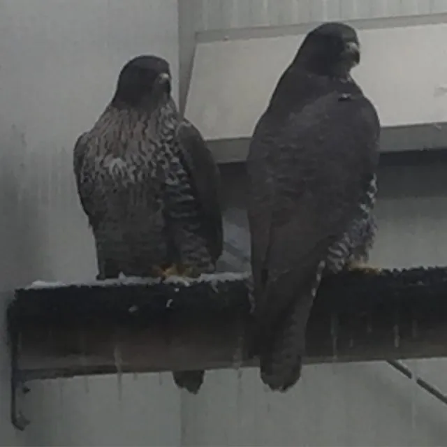 Two dark gyrfalcons on a snowy perch