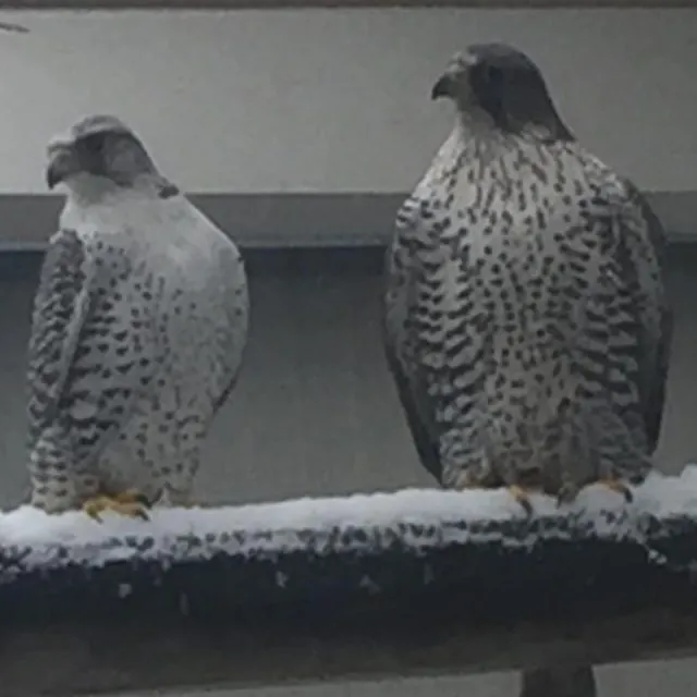 Two silver gyrfalcons, heavily flecked, on a snowy perch