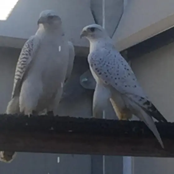 Two pale gyrfalcons on a perch dusted with snow