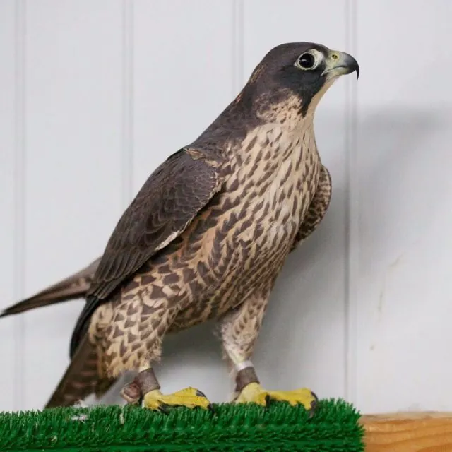 A young peregrine-type falcon in profile, dark helmet and pale throat