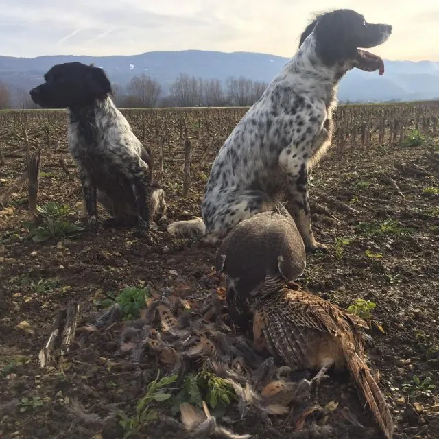 Two pointer dogs in a ploughed field at dawn beside a falcon on a pheasant