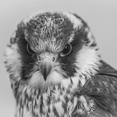Black and white close portrait of a falcon's face