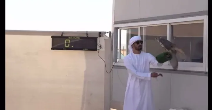 A falconer swinging the lure at the finish as the falcon comes in