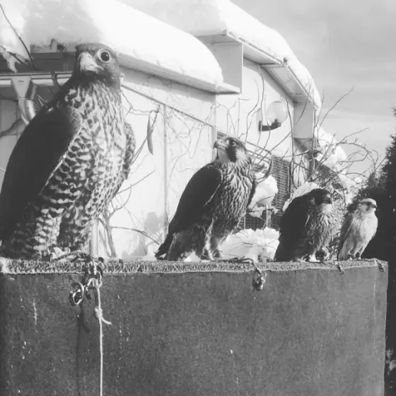 Black and white photo of four falcons on a block, snow on the roofs behind