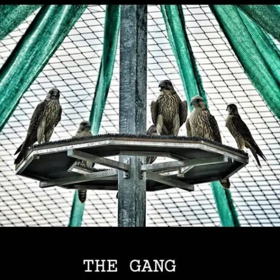 Five young falcons on a round platform perch under netting