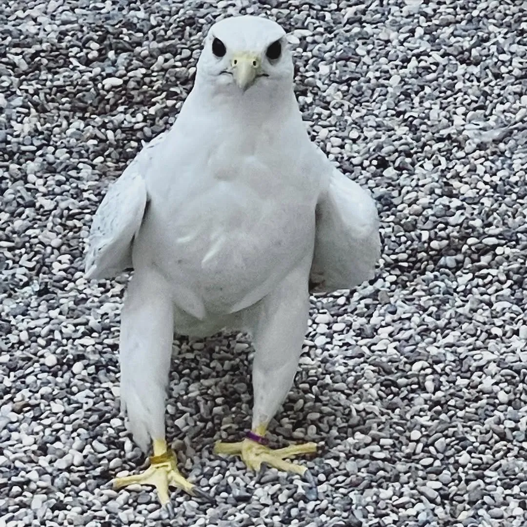 A white gyrfalcon standing square to the camera on grey gravel